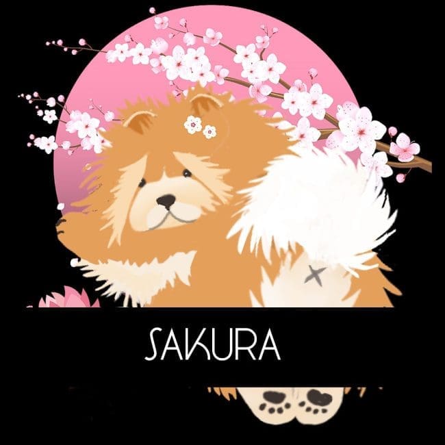 Meet little SAKURA the chow in the cherry blossoms -and Happy Birthday Ihana!