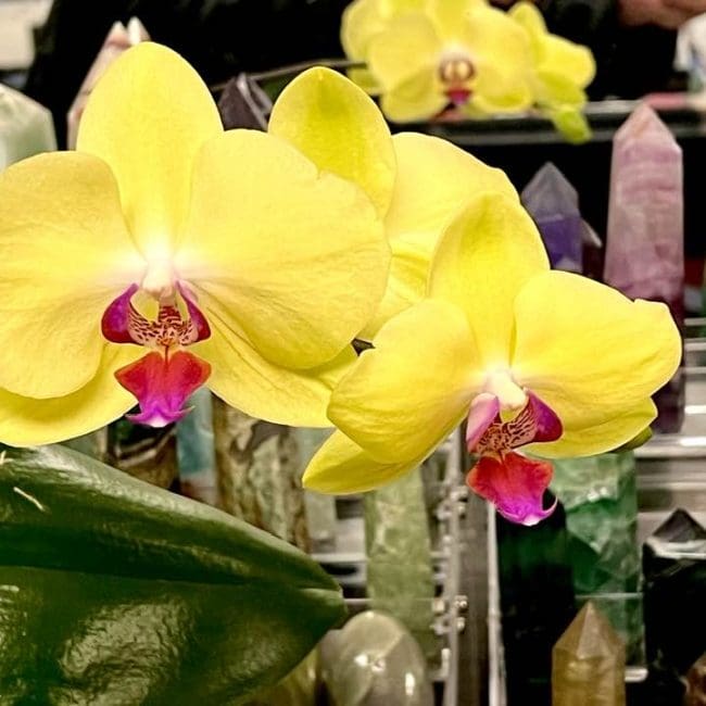 Happy Spring!!!    and MORE additions to the website!!