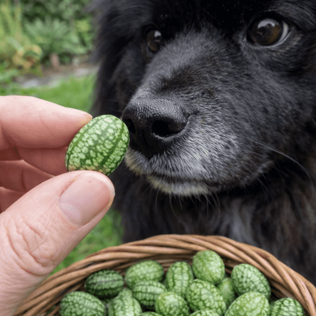 CUCAMELONS….WHO KNEW?