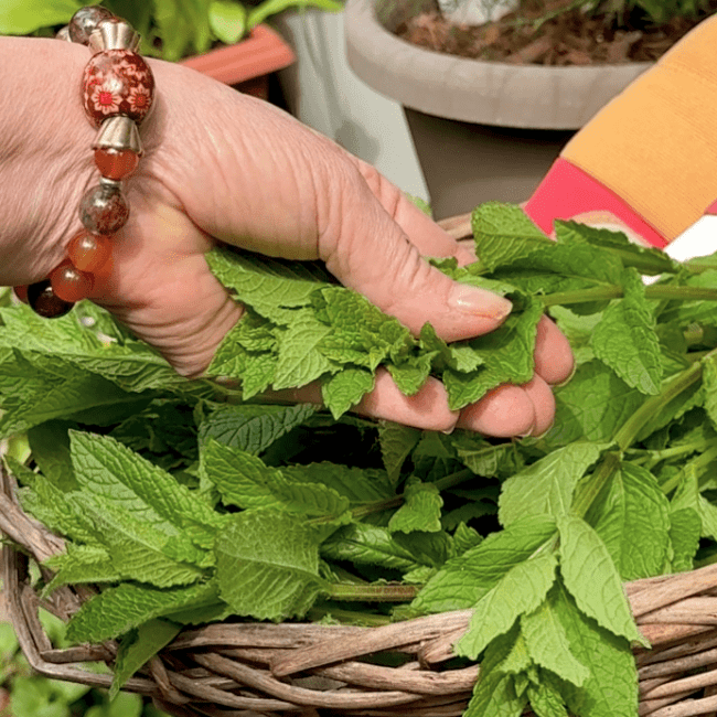 MINT TO BE…THE MEGA PEPPERMINT PATCH